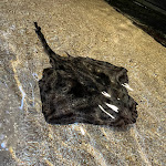 Photo n° 1 de l'avis de Niels. fait le 13/08/2023 à 15:35 pour Nausicaa Centre National De La Mer à Boulogne-sur-Mer