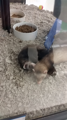 Pet Supply Store «Petco Animal Supplies», reviews and photos, 848 N Colony Rd c, Wallingford, CT 06492, USA