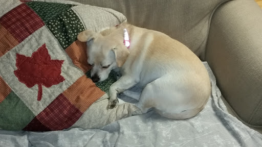 Pet Supply Store «PetSmart», reviews and photos, 157 Levittown Pkwy B, Levittown, PA 19055, USA