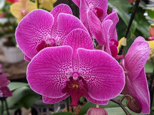 Plant Nursery «San Gabriel Nursery & Florist», reviews and photos, 632 S San Gabriel Blvd, San Gabriel, CA 91776, USA