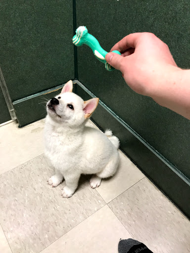 Pet Store «Petland», reviews and photos, 7030 Bandera Rd, San Antonio, TX 78238, USA