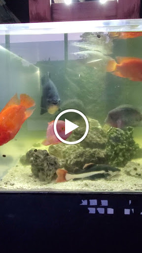 Pet Store «Aquarium Paradise», reviews and photos, 234 Washington Ave, Belleville, NJ 07109, USA