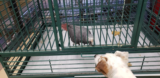 Pet Supply Store «At Your Services Pet Supplies», reviews and photos, 55 S Valle Verde Dr #300, Henderson, NV 89012, USA