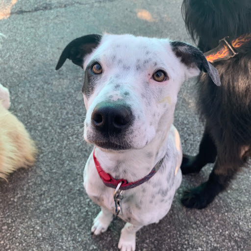 Pet Groomer «Doggie Style Bowtique», reviews and photos, 1713 Westport Rd, Kansas City, MO 64111, USA