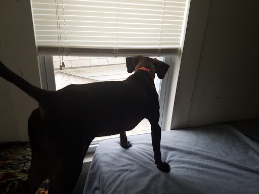 Heidi's Pet Grooming