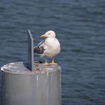 Photo n°5 de l'avis de Stefan.i fait le 22/08/2022 à 19:06 sur le  Seeschlösschenbrücke à Timmendorfer Strand