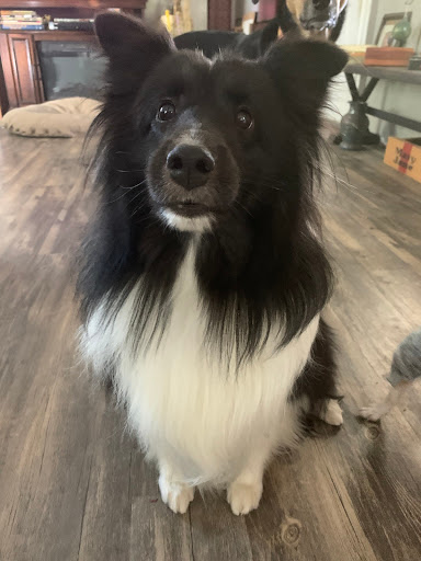 Lodging «PetSmart North Ogden», reviews and photos, 175 W 12th St, Ogden, UT 84404, USA