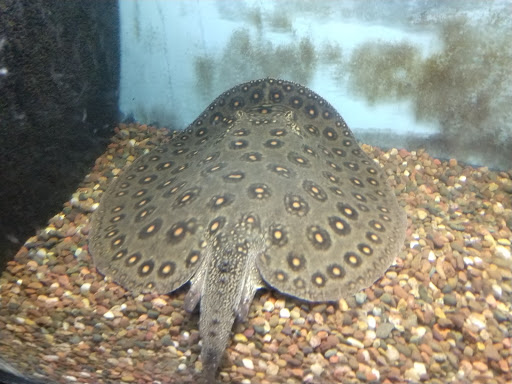 Pet Store «Forest Lake Pets», reviews and photos, 120 Lake St N, Forest Lake, MN 55025, USA