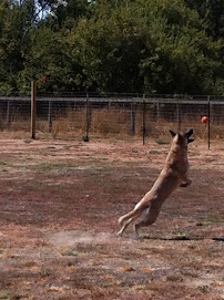 Dogfather K9 Connections - Photo 5 - Car repair in Santa Rosa, CA, Santa Rosa