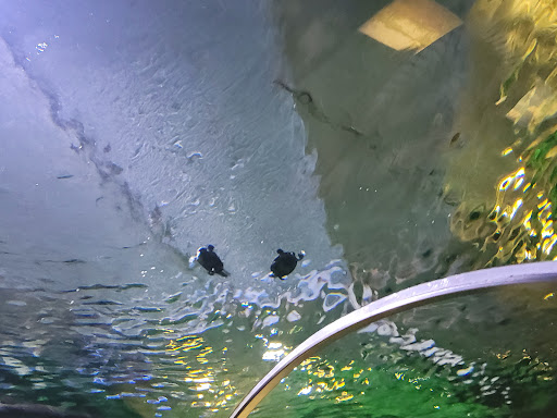 Aquarium «SEA LIFE Minnesota Aquarium», reviews and photos, 120 E Broadway, Bloomington, MN 55425, USA