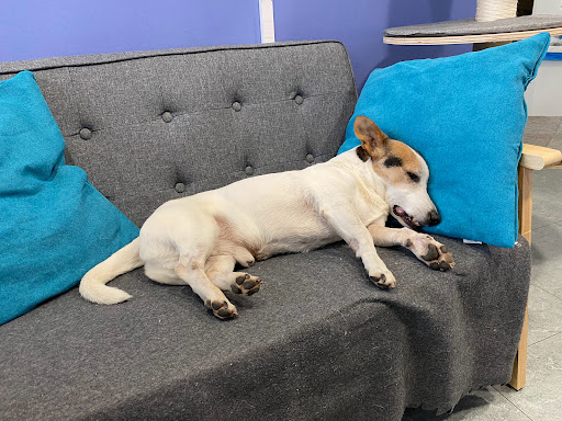 Clinics Veterinaria en Santa Perpètua de Mogoda