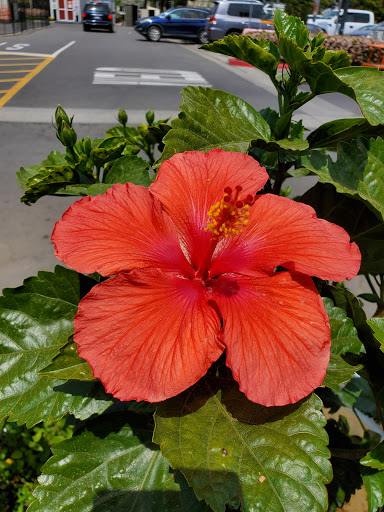 Home Improvement Store «The Home Depot», reviews and photos, 3500 W MacArthur Blvd, Santa Ana, CA 92704, USA