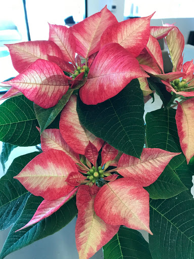 Florist «Colonial Gardens Full Service Florist & Garden Center», reviews and photos, 442 Fitchburg Turnpike, Concord, MA 01742, USA