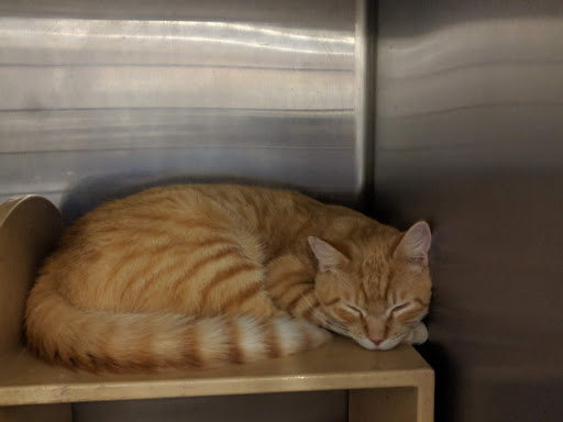 Pet Supply Store «PetSmart», reviews and photos, 1236 Greenbrier Pkwy, Chesapeake, VA 23320, USA