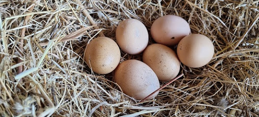 Selocan'in Çiftliği Organik Yumurta Tekirdağ Gezen Tavuk Çiftliği