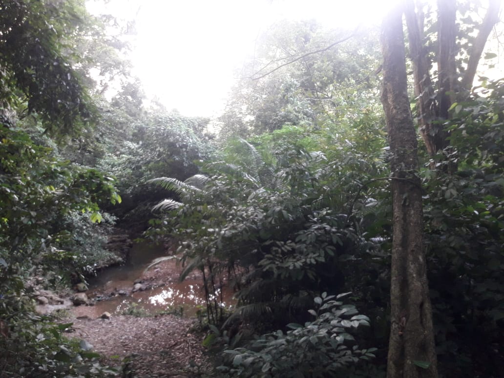 el Bosque Aguachica