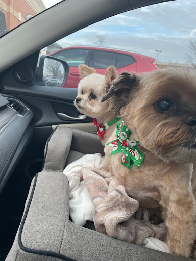 Pet Store «Canine Carousel», reviews and photos, 43135 Broadlands Center Plaza #129, Ashburn, VA 20148, USA