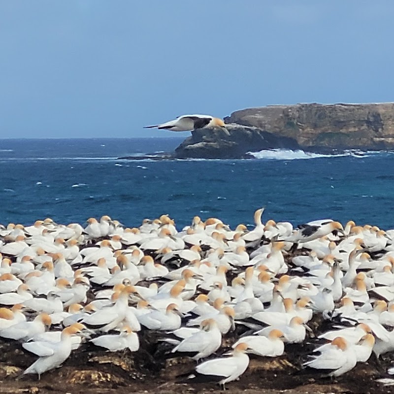 Point Danger Gannet Colony