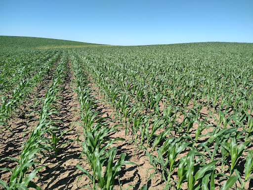 Tourist Attraction «Field of Dreams Movie Site», reviews and photos, 28995 Lansing Rd, Dyersville, IA 52040, USA