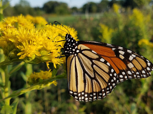 Park «Hampe Park», reviews and photos, 297 W Lies Rd, Carol Stream, IL 60188, USA