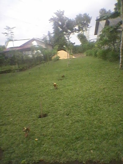 rumput hias