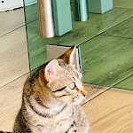 Photo n°4 de l'avis de Andrei.a fait le 08/09/2023 à 14:38 sur le  Essência do Atlântico à Estreito da Calheta