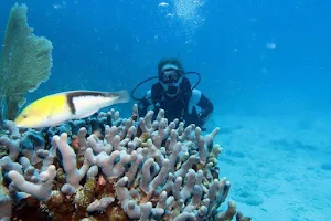 Sea Ventures Pro Dive Centers image