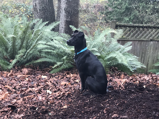 Pet Store «Co-Op Supply», reviews and photos, 2901 State St, Everett, WA 98201, USA