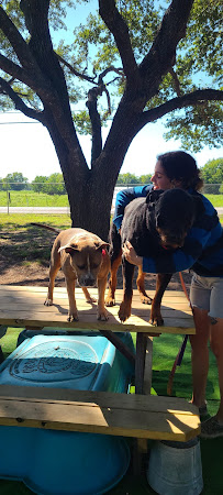 Foxmoor Pet Care - Photo 5 - Car repair in Tomball, TX, The Woodlands