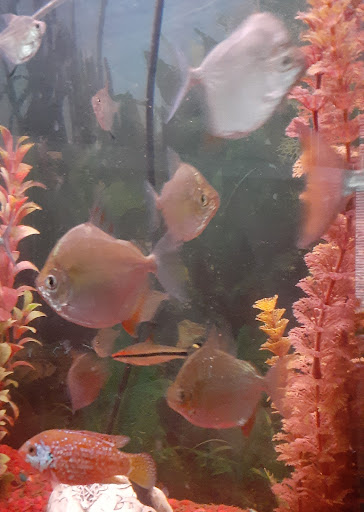 Pet Store «Birds & Beasts Pet Shop», reviews and photos, 35 Berkshire Dr # 18, Crystal Lake, IL 60014, USA