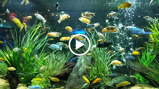 Tropical Fish Store «Picasso Exotic Aquatics», reviews and photos, 11560 Ash St, Leawood, KS 66211, USA