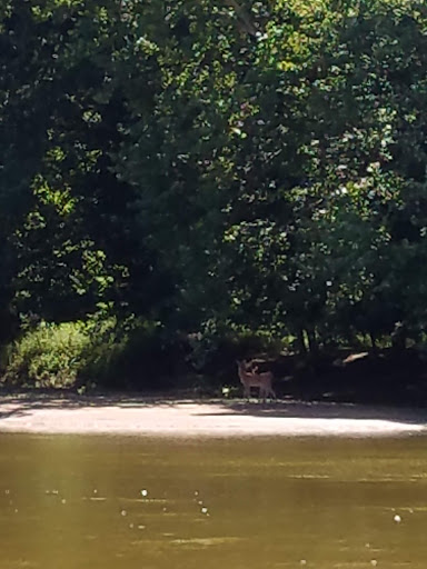 Tourist Attraction «Medora Covered Bridge», reviews and photos, IN-235, Vallonia, IN 47281, USA