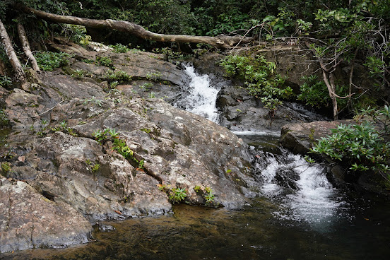 Mayflower Bocawina National Park by null