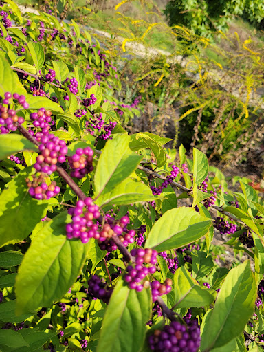 Tourist Attraction «Heigold House Facade», reviews and photos, 332-402 Frankfort Ave, Louisville, KY 40206, USA