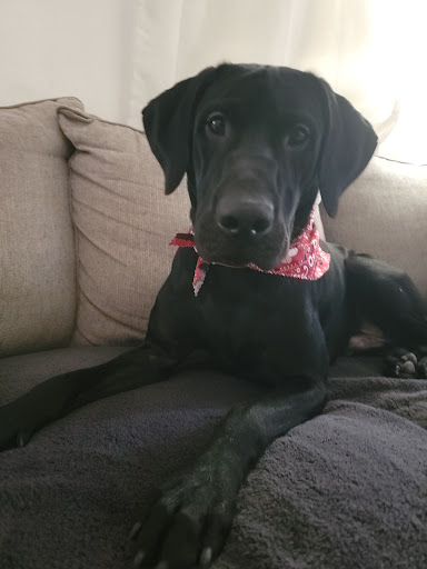 Pet Supply Store «Trailblazer Pet Supply», reviews and photos, 752 Mangrove Ave, Chico, CA 95926, USA