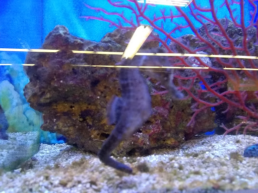 Pet Supply Store «Petco Animal Supplies», reviews and photos, 990 Brook Forest Ave, Shorewood, IL 60431, USA