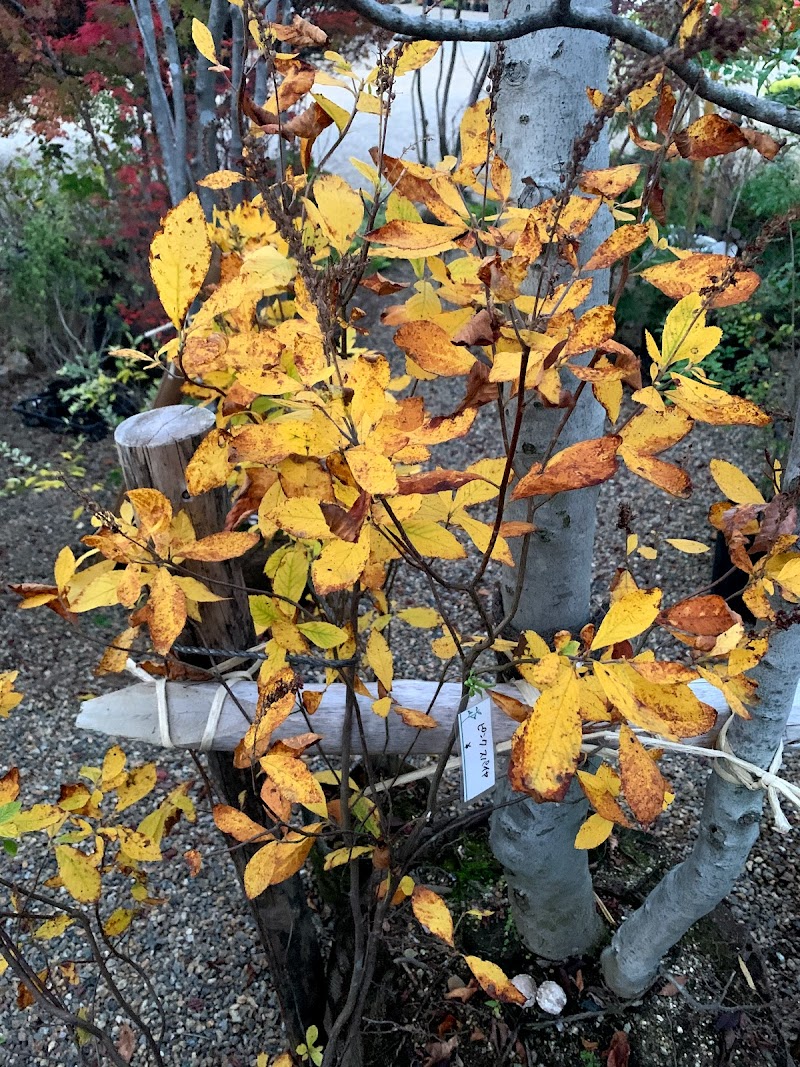 春日井の森植木センター 愛知県春日井市出川町 造園用品店 グルコミ