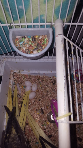 Pet Store «12th & Spring Pet Shop», reviews and photos, 1000 N 12th St, Reading, PA 19604, USA