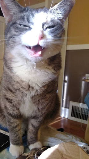 Pet Supply Store «Petco Animal Supplies», reviews and photos, 4161 N Harlem Ave, Norridge, IL 60706, USA