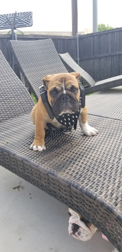 Pet Supply Store «Pet Supplies Plus», reviews and photos, 1031 Northwest Hwy, Garland, TX 75041, USA