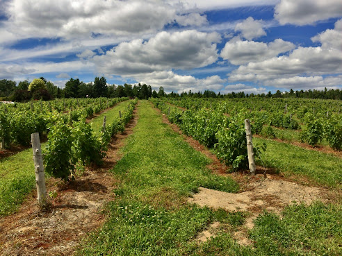 Vignoble Le Cep d'Argent by null