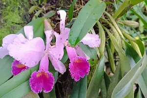Orquídeas del Tolima image