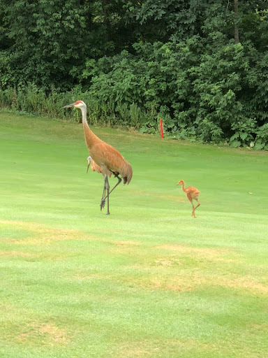 Golf Course «Oak Pointe Country Club», reviews and photos, 4500 Club Dr, Brighton, MI 48116, USA