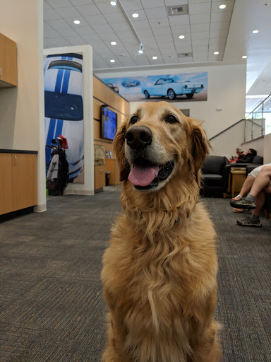 Ford Dealer «AutoNation Ford Bellevue», reviews and photos, 411 116th Ave NE, Bellevue, WA 98004, USA