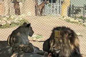 Cats of Africa Exhibit image