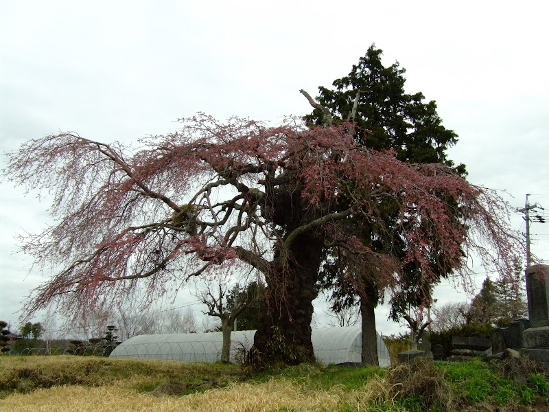 葛窪の桜