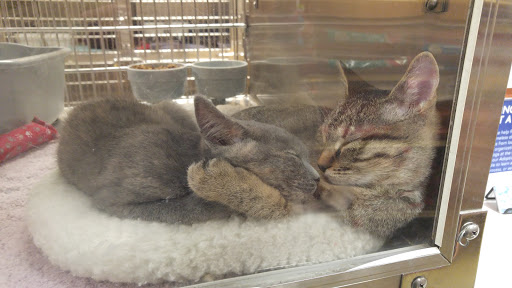 Pet Supply Store «PetSmart», reviews and photos, 4794 Jimmy Lee Smith Pkwy #108, Hiram, GA 30141, USA