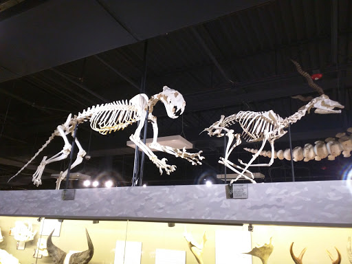 Museum «SKELETONS: Museum Of Osteology», reviews and photos, 8441 International Dr Suite 250, Orlando, FL 32819, USA