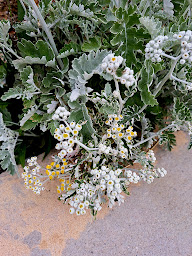 Photo n°12 de Plage de Sangatte à Sangatte ()