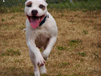 Gentle Animal Services - Photo 6 - Car repair in , West Palm Beach